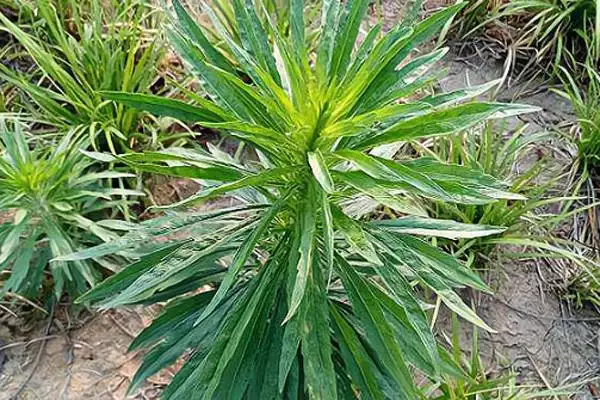 飞蓬草是什么?可以吃吗?