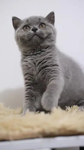纯正血统英短蓝猫幼崽出