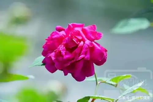 阳光下娇美迷人的月季花,红艳熟悉的花朵很漂亮