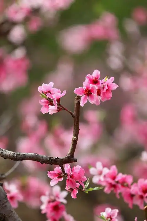 桃花源里拍桃花 摄影:于宝华 2019.4.18