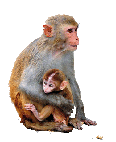 【素材】动态猴(透明) - 杨凤弟老师 - 杨凤弟老师的博客