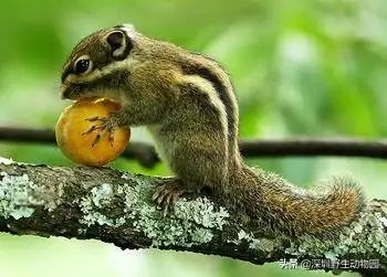 鼠科动物名称及图片,最萌鼠科动物有哪些 - 花颜茶语