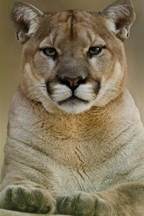 壁纸 美洲狮前视图,野生动物 3840x2160 uhd 4k 高清壁纸, 图片, 照片