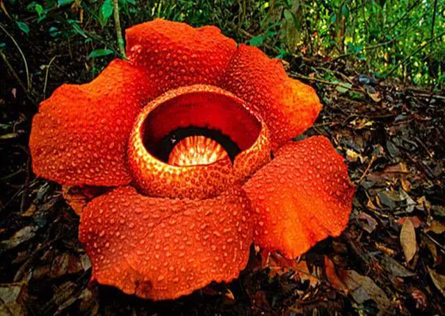 食人花真的会吃人吗?到底有没有流传的那么恐怖?