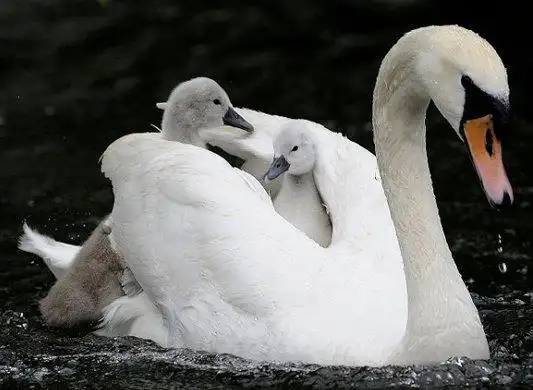 伟大母爱:天鹅驮宝宝感人瞬间(图)