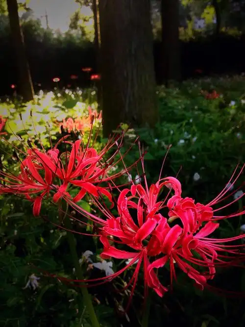 手机拍摄 自制壁纸 彼岸花