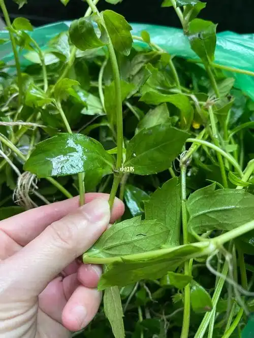 喉咙痛的救命草