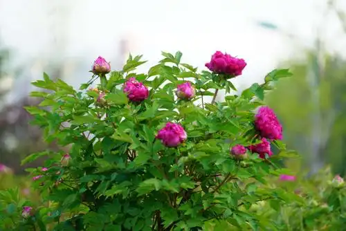 吴王山牡丹花含苞待放