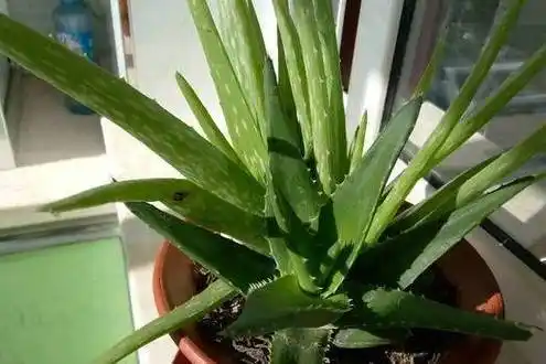 芦荟胖到爆炸,花朵开满了盆,就是用了这个方法!_开花_温度_土壤