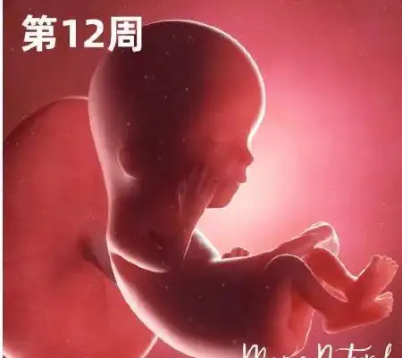 040周胎儿的发育过程孕妈看了都直呼神奇原来自己还有这功能