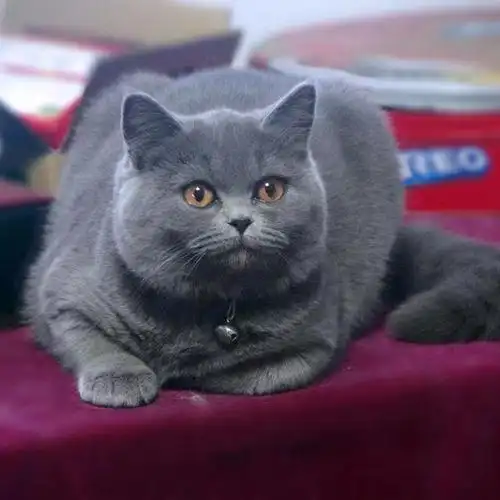 成年英短出售蓝猫活体大猫纯蓝老猫疫苗齐全猫咪