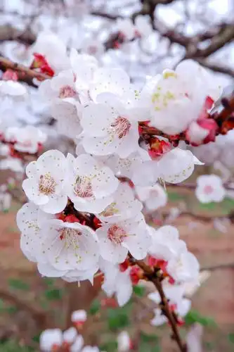 成都以北杏花最美快来这里约会春天