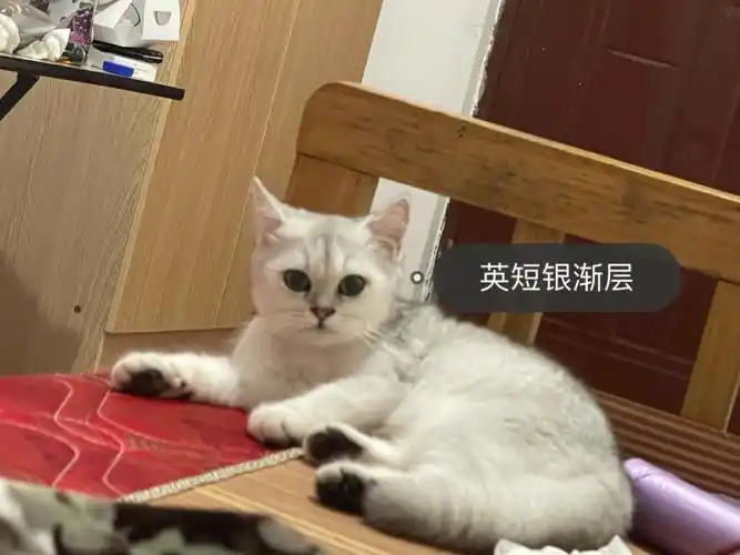 英短银渐层