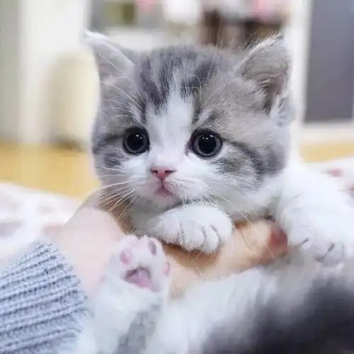 小奶猫头像搞笑