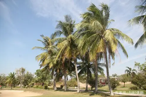 素有"宝树"之称的椰子树,椰果盛产不仅在海南