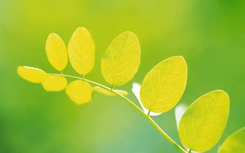 > || 更新时间:2015-07-21 颜色分 绿色 关键词:  小清新 绿叶 护眼