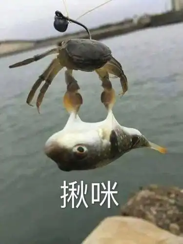 想要榨干兔头的你们 以及 一滴都没有了的兔头 (好玩的图基本上都在