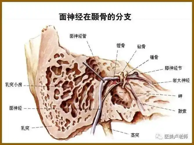 颜面整形要熟知面神经及其分支