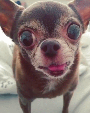 我想看搞笑大眼睛图片