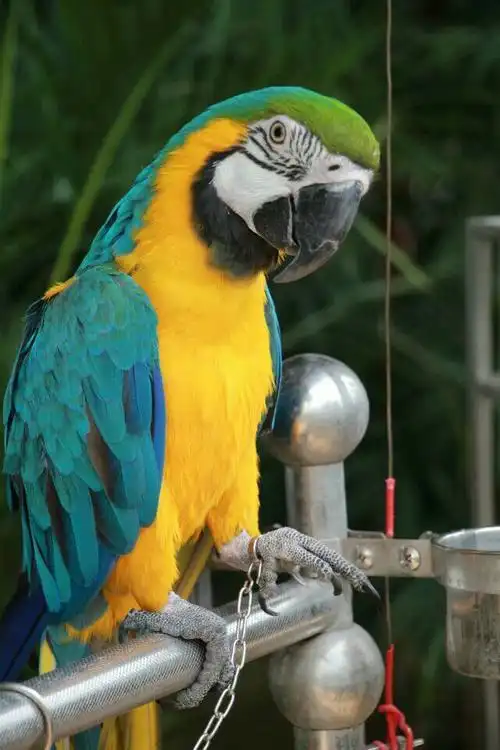 金箭山山庄会说话的鹦鹉!