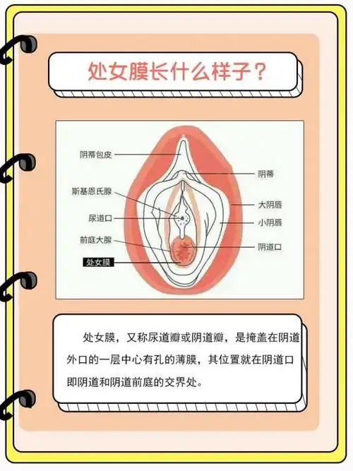 处女膜长什么样子的图片下面用阴道真实生理图,阴道真实解剖图,阴道