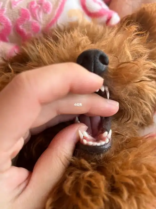 这个小家伙的牙齿怎么跟我另一个成年泰迪牙不一样?这正常吗?