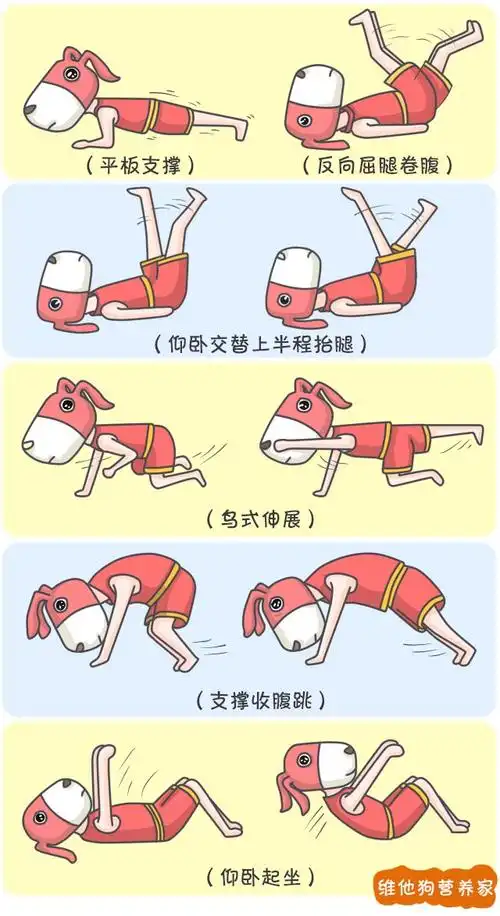 怎么快速有效地减掉啤酒肚