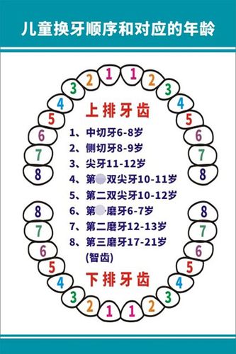 m771牙齿儿童换牙顺序和对应的年龄示意图海报定印制展板喷绘804