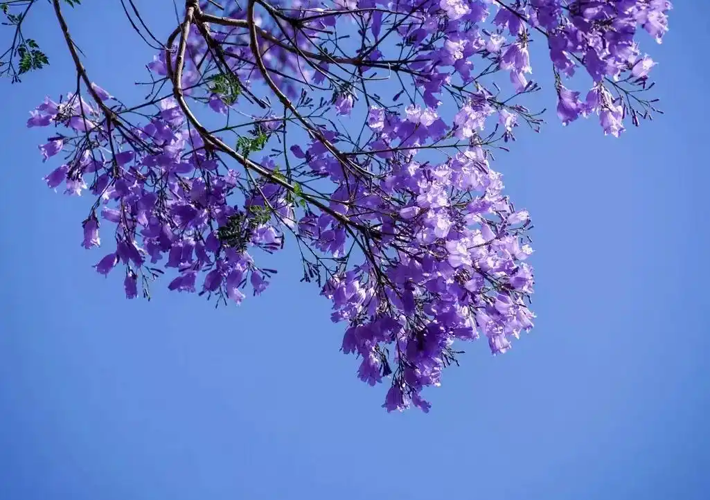 蓝花楹花语:"在绝望中等待爱情,虽败犹荣!"因为蓝花 - 抖音