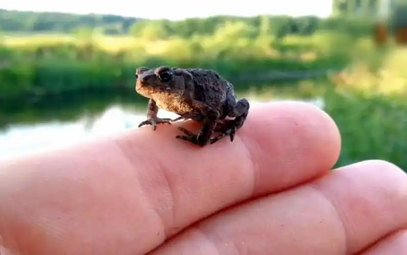 直击世界上最小"青蛙",生出来就成型,堪称森林伪装高手!