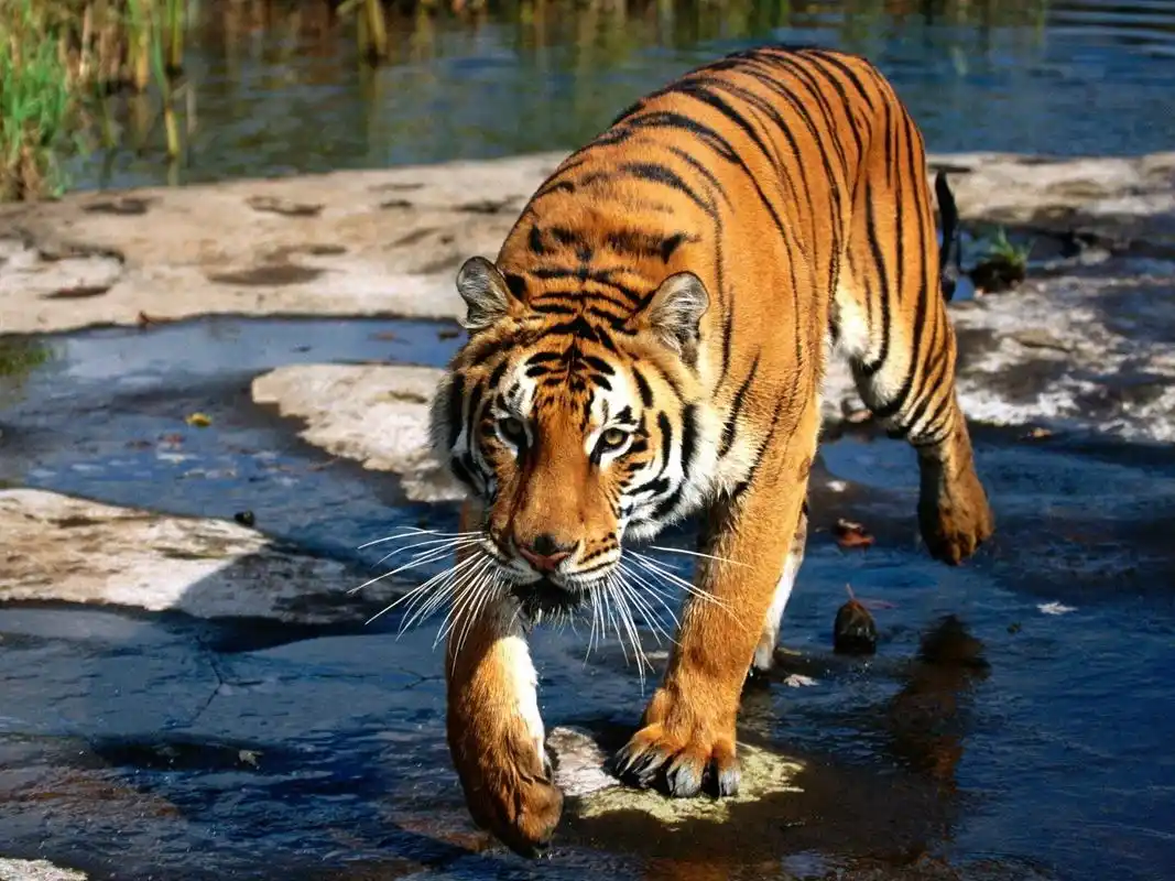 panthera tigris amoyensis