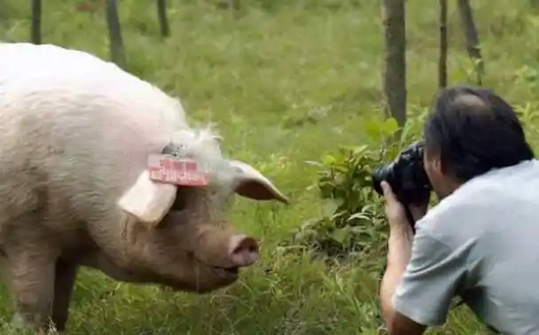 汶川地震被掩埋36天,被挖出来仍活着的"猪坚强",现状怎样?