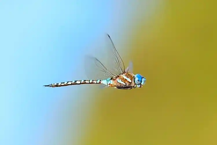 飞行中的蜻蜓