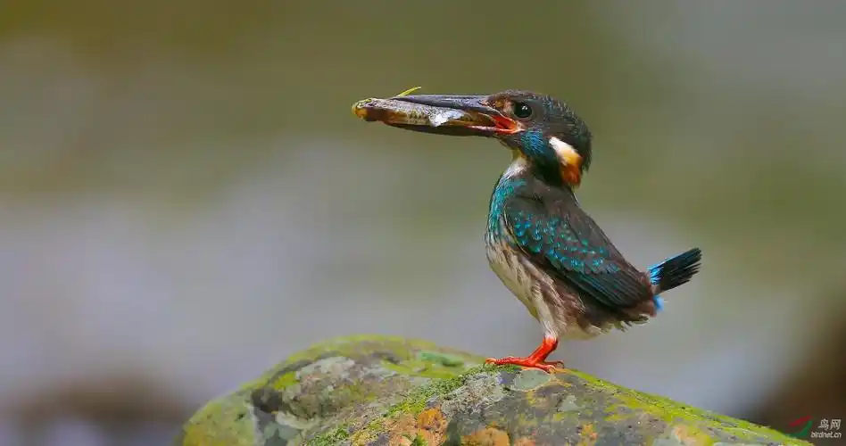 日日有鱼天天开心蓝带翠鸟