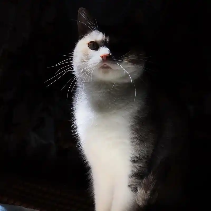 小猫咪的个人写真.#猫咪 #高冷猫 - 抖音