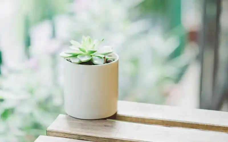 日系小清新唯美静物图片桌面壁纸-风格壁纸-壁纸下载-美桌网