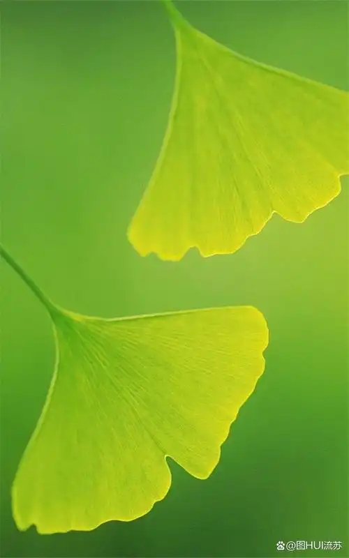 绿色系超清新壁纸