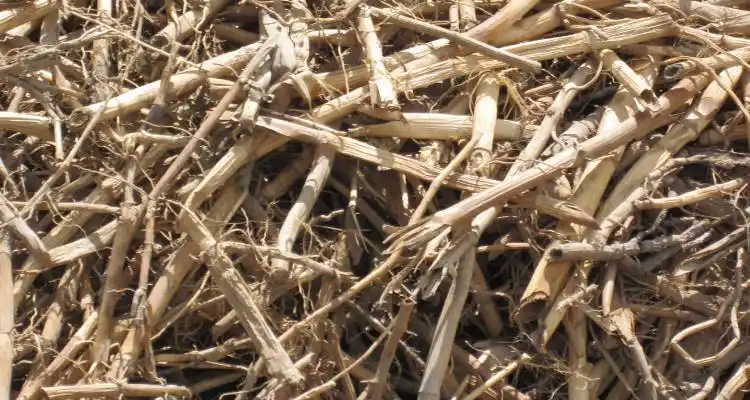 芦根是什么植物的根