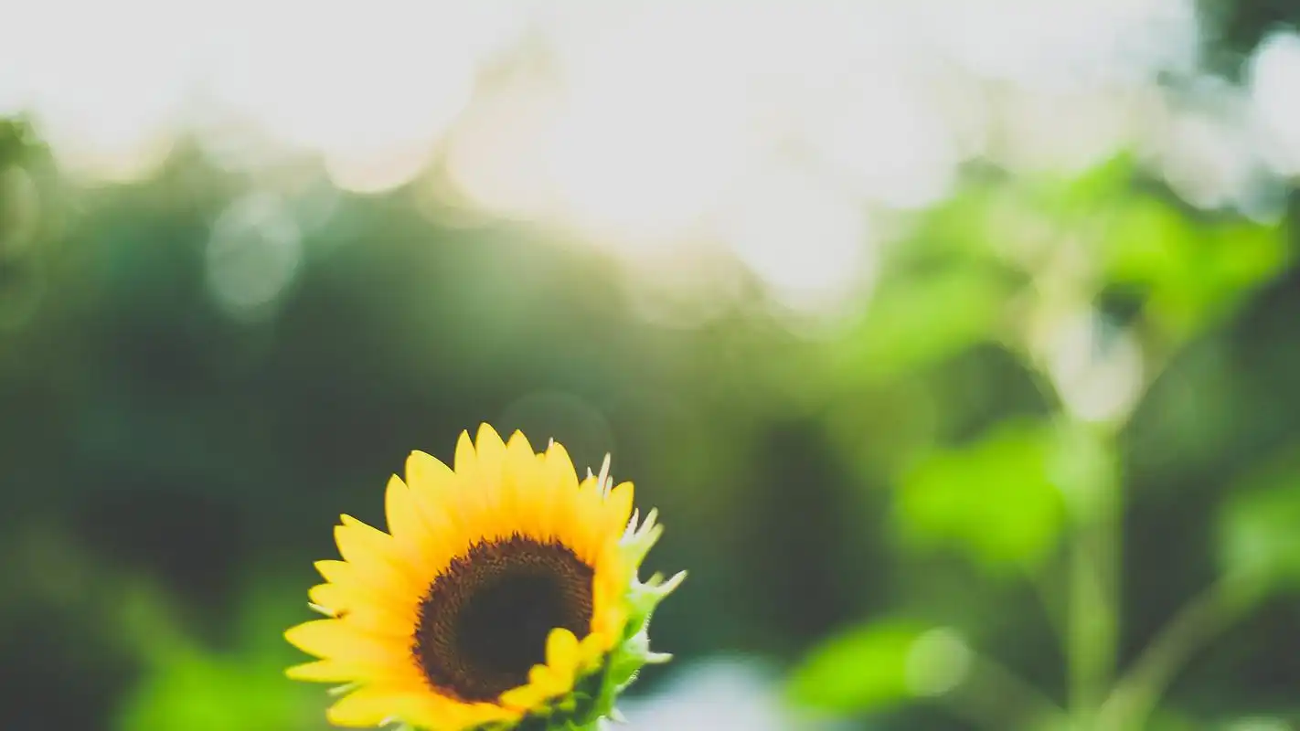 绿色护眼清新植物图片高清桌面壁纸