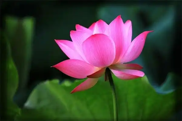 心馨"心如莲花"茶者四周年茶会集结号