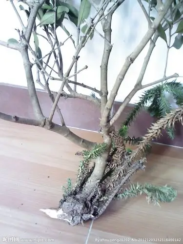 杉木寄生摄影图__树木树叶_生物世界_摄影图库_昵图网nipic.com