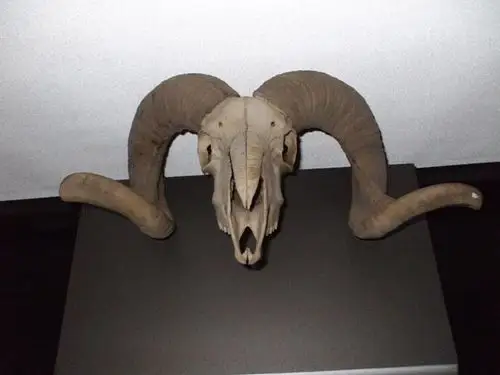 一个完整的盘羊头骨