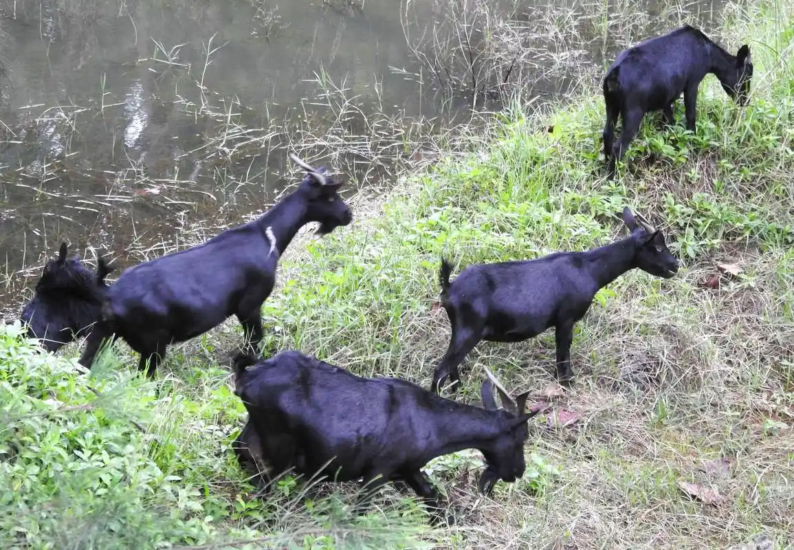 海南岛的黑山羊