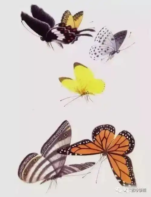 工笔没骨蝴蝶千姿百态画蝴蝶不用愁了