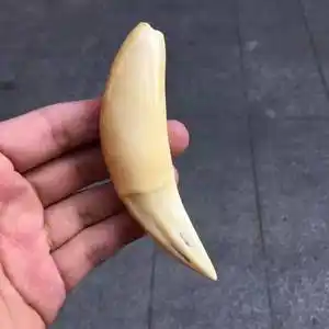 【猛犸牙虎】猛犸牙虎品牌,价格 - 阿里巴巴