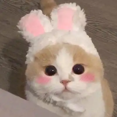 呆萌小猫图片头像 高清可爱的猫图片卖萌头像