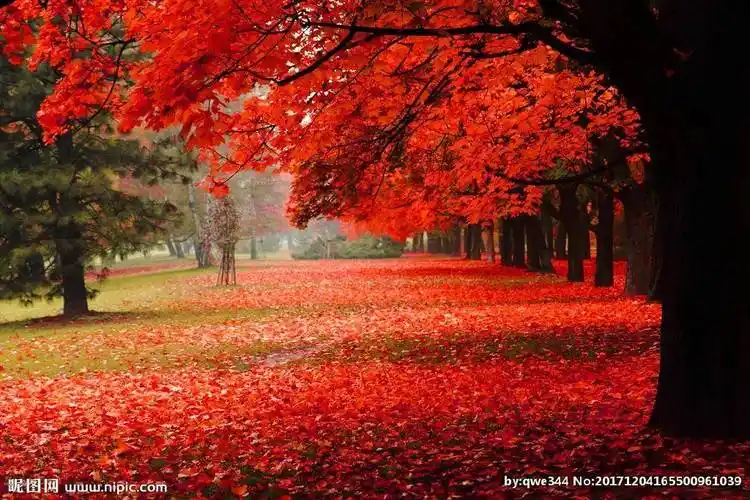 秋天红叶美景图