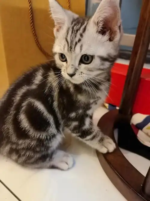 三个月美短脸很尖帮忙看看能不能长大