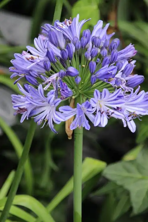 蓝色的花……晒一晒你有几种