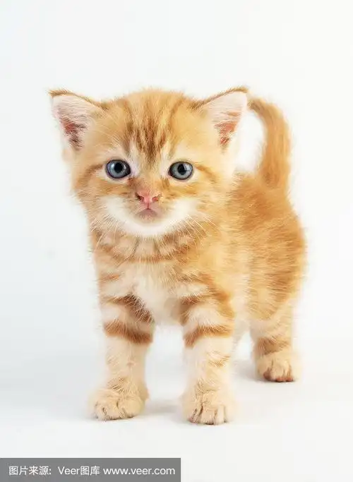 猫宝宝虎斑猫可爱美丽的白色背景